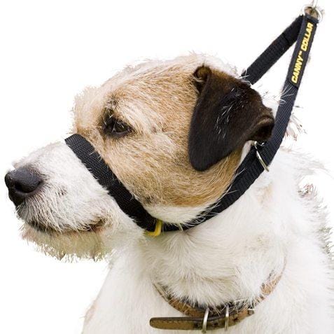 Canny Collar Training Collar for Dogs