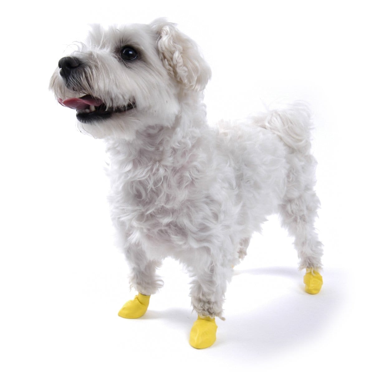 PAWZ Rubber Dog Paw Protectors — Waterproof Disposable Boots
