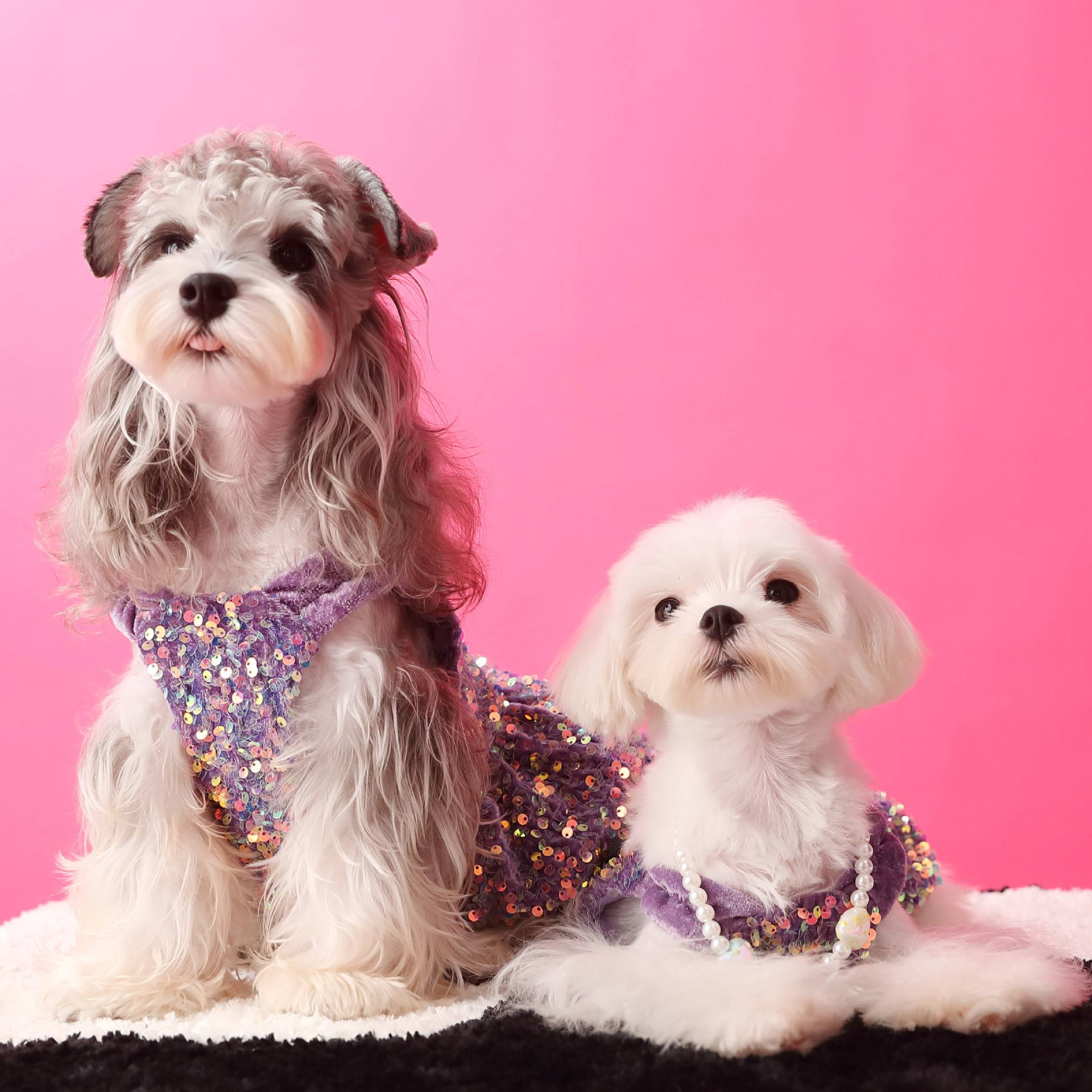 Velvet Sequin Dog Party Dress