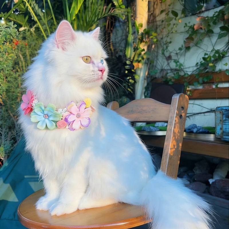 Cute Flower Collar For Cats