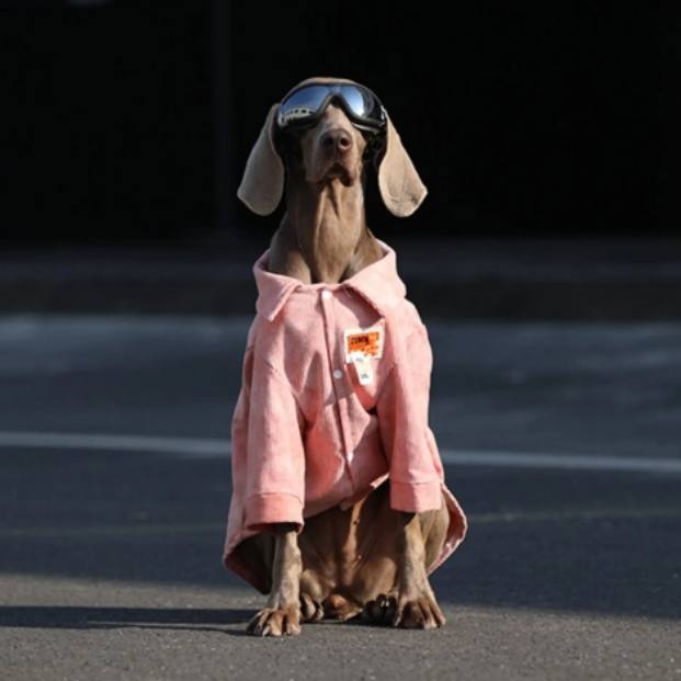 Dog Collared Shirt