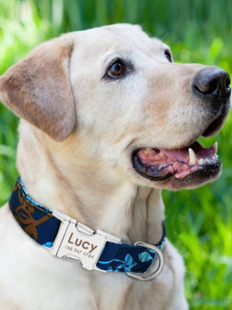 Personalised Engraved Pet Collar