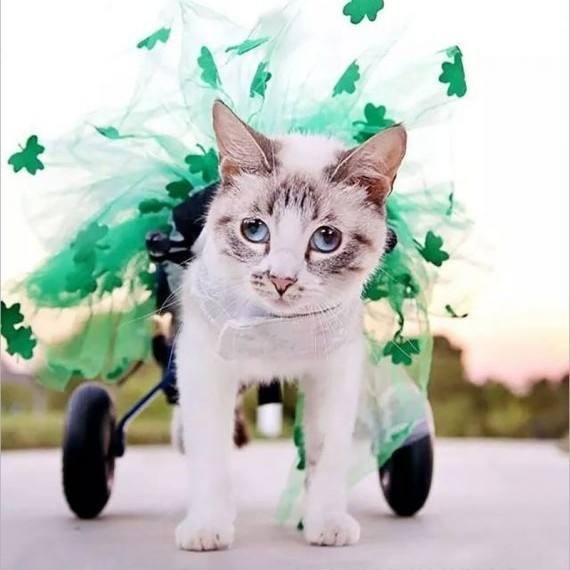 Adjustable Cat Rehabilitation Wheelchair