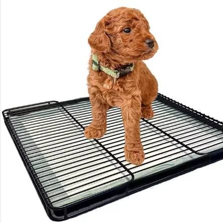 Indoor Dog Toilet Training Tray