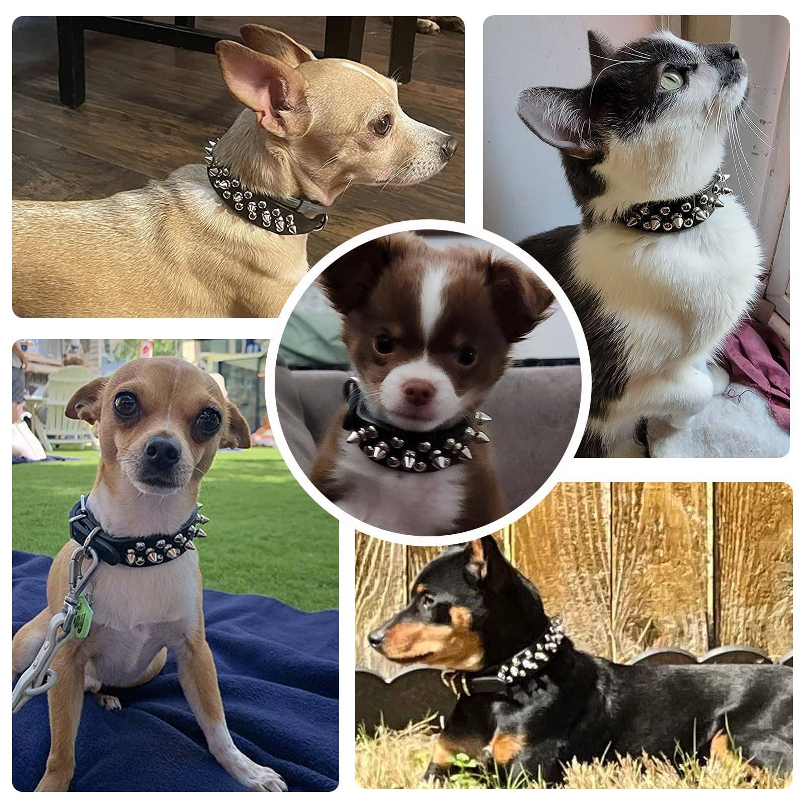 Studded Padded Leather Dog Collar