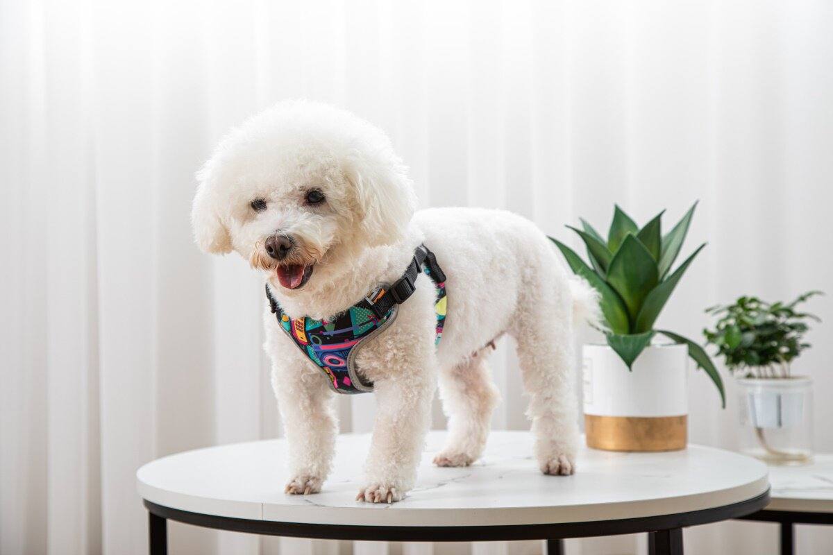 Vest-Style Dog Walking Harness And Lead