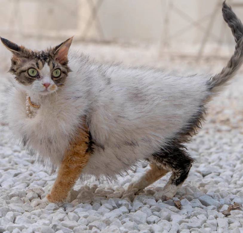 Faux Fur Coat For Hairless Cats