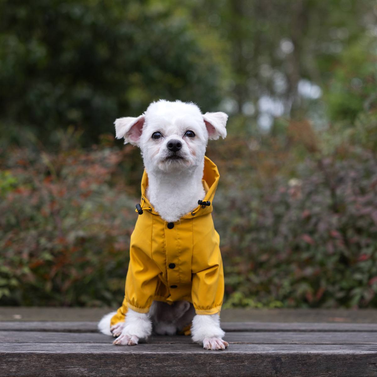 Waterproof Four-Leg Dog Raincoat