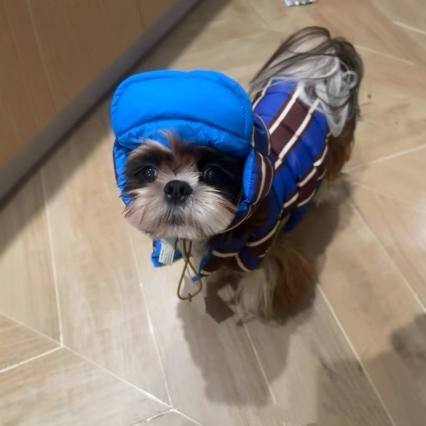 Warm Padded Dog Coat with Hat