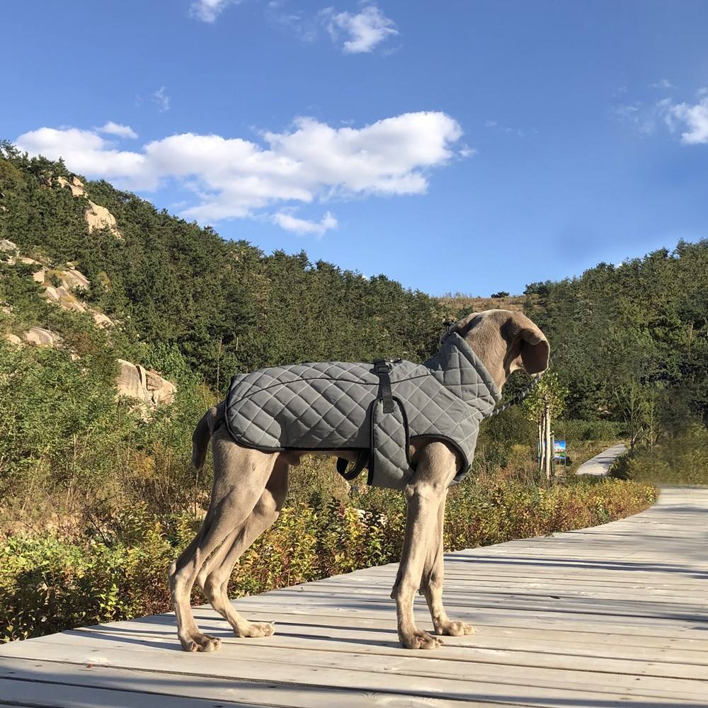 Full-Coverage Dog Coat