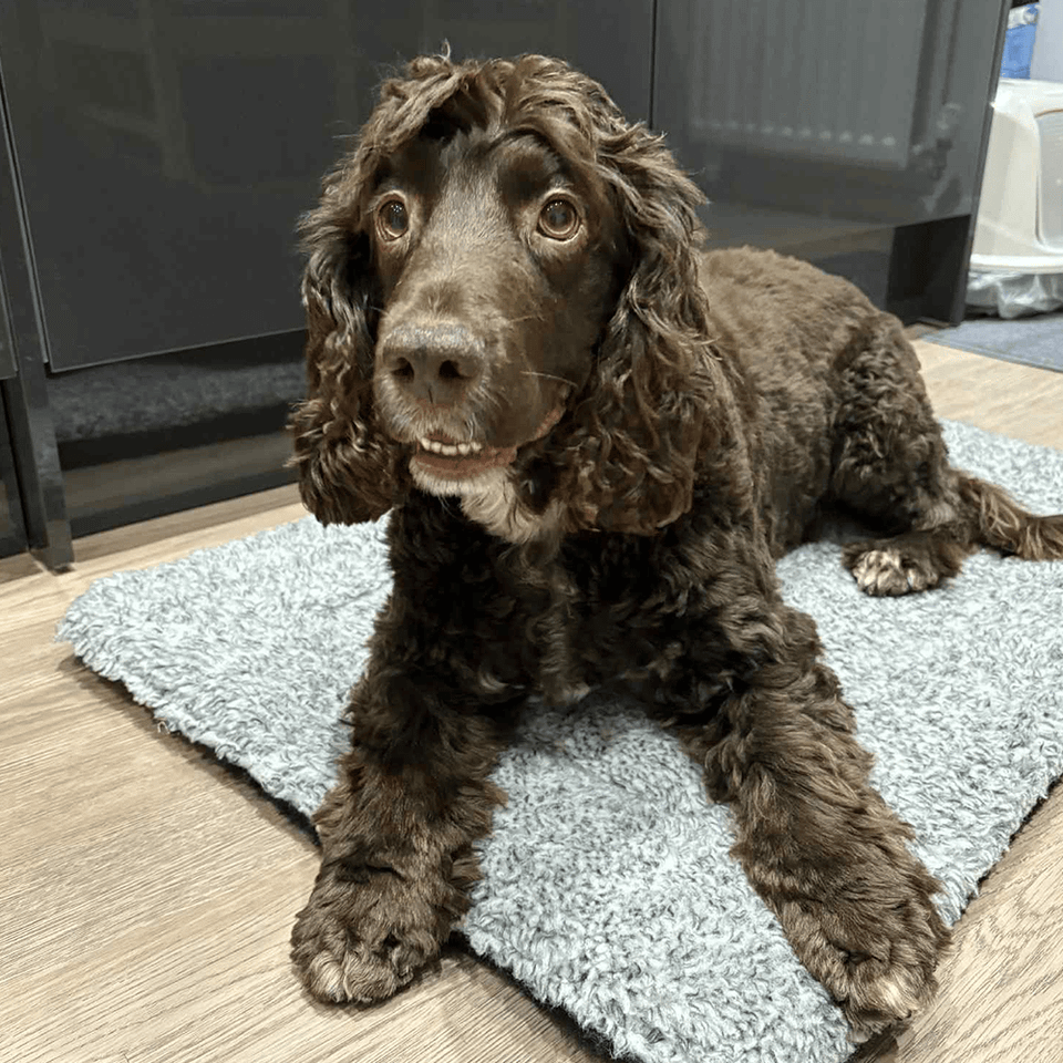 Speckled Fleece Pet Mat — Crate & Travel